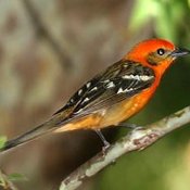 Flame-colored Tanager